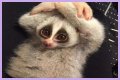 These 9 Adorable Animals Should Actually Terrify You